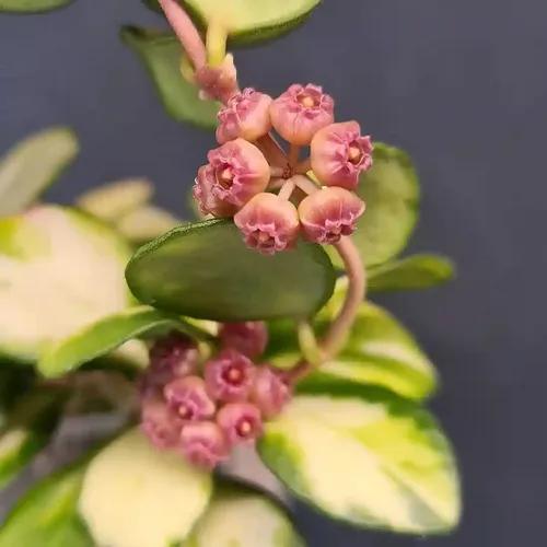 LITTLE JUNGLE Hoya Heuschkeliana Variegata - Healthy Live Plant with White Pot, Best Air Purifying Plant, Indoor Plants for Living Room, Bedroom Plants, Garden, Balcony, Best Home Décor Office Desk