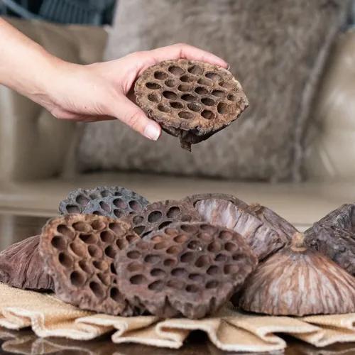 Lotus Pods (Pack Of 10)