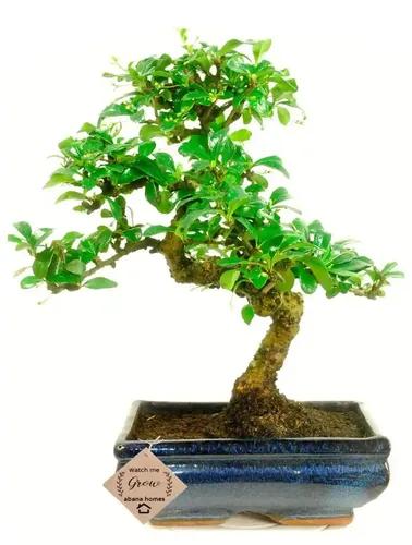 Abana Homes Bonsai Plants for Home Indoor Live | Flowering Bonsai Tree | Carmona Bonsai Plants in Blue Ceramic Bonsai Pot | 4 Years Old | 25 cms | Indoor Plants for Living Room, Office