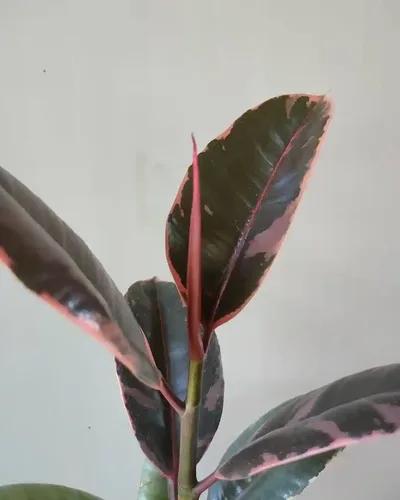 LITTLE JUNGLE Ficus Elastica Pink Rubber Plant - Healthy Live Plant with Pot, Air Purifying Plant, Indoor Plants for Living Room, Gifting, Bedroom, Kitchen, Garden,Balcony, Home Décor & Office Desk